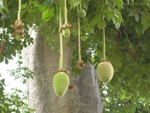 Плоды баобаба – новое средство борьбы с сердечными проблемами