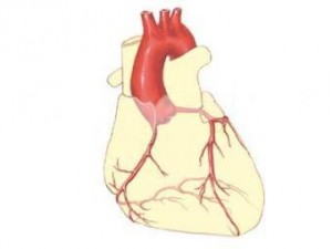 Риск рака простаты связали с ишемической болезнью сердца