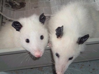 Мутантные опоссумы стали моделью для изучения холестеринового обмена