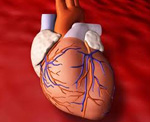 Увеличение длины теломер клеток восстанавливает сердечную мышцу