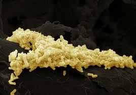 Бактерии в кишечнике поддерживают давление человека