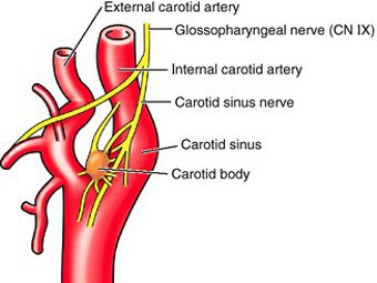 С гипертонией предложили бороться «выключением» каротидной железы