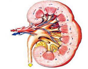 Камни в почках связаны с больным сердцем