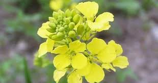 Способы применения горчичного масла