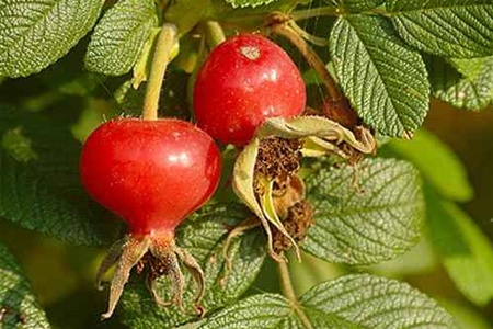 Шиповник спасет от инфаркта и диабета