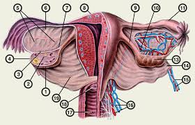 Маточные трубы и широкая связка эмбриология
