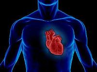 Метформин по-разному влияет на обмен веществ в сердце у мужчин и женщин