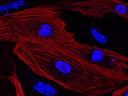 Скорость проведения кардиомиоцитов из стволовых клеток зависит от базовой культуры