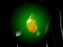 Клетки сердечной мышцы могут вернуть себе способность к размножению