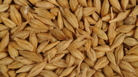 Овес очень полезен для сердца