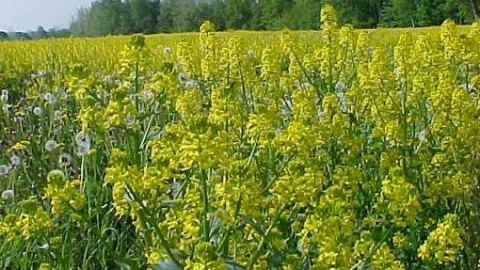 Желтушник поможет вылечить сердце