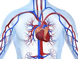 Вторичная профилактика ишемии сердца