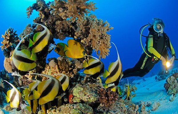 Дайвинг как вид спорта