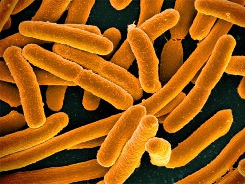 Ученые выяснили, длина чего может повлиять на работу сердца