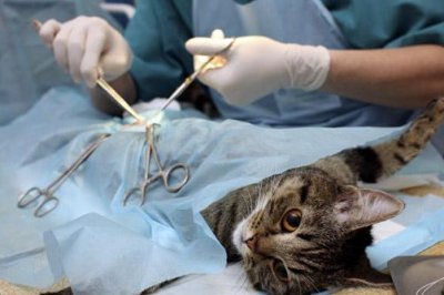 Спасение питомца — операция на желудке и кишечнике у животных