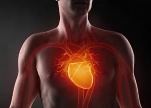 Американским ученым удалось вырастить сердечную ткань