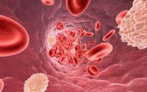 Кровеносные сосуды можно выращивать из жировой ткани