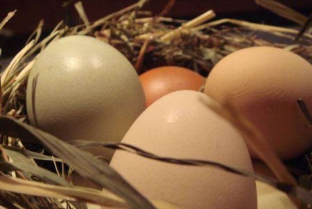 Яйца не являются вредными для сердца, и еще 5 заблуждений о еде, которые вы не знали