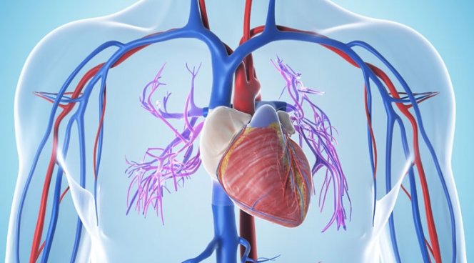 В Германии тропониновый тест предложен в качестве ранней диагностики сердечных заболеваний