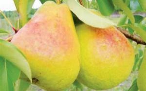 Продукты, понижающие давление и укрепляющие сосуды