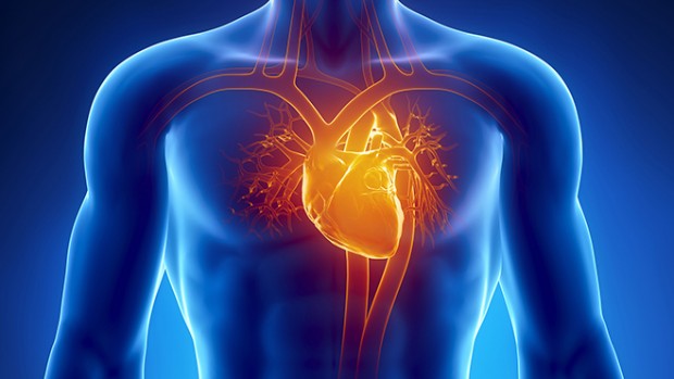 Здоровье сердечно-сосудистой системы зависит от образа жизни человека