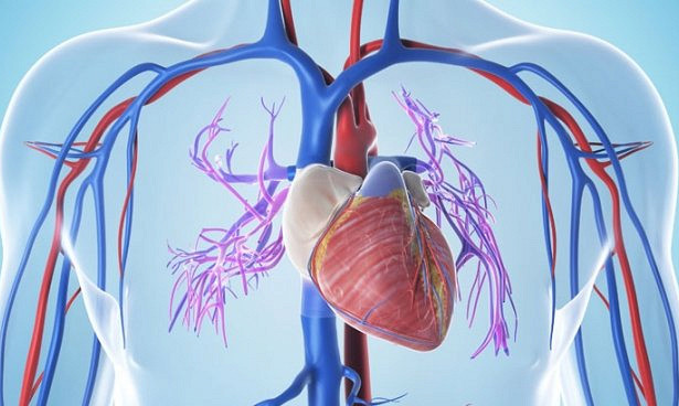 Найдено средство остановить воспалительные процессы в сердце в связи с вирусной инфекцией
