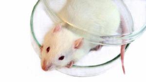 Мертвое сердце можно будет оживить одним уколом