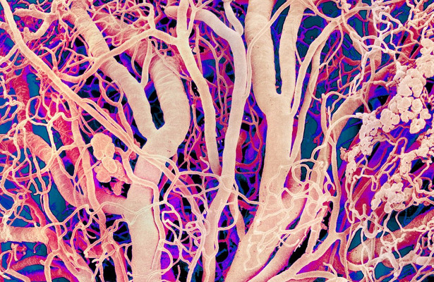 Открыт новый тип кровеносных сосудов