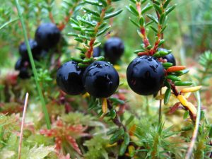 Основные достоинства водяники черной