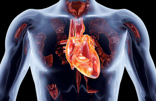 Человеческое сердце напечатали на 3D-принтере в США
