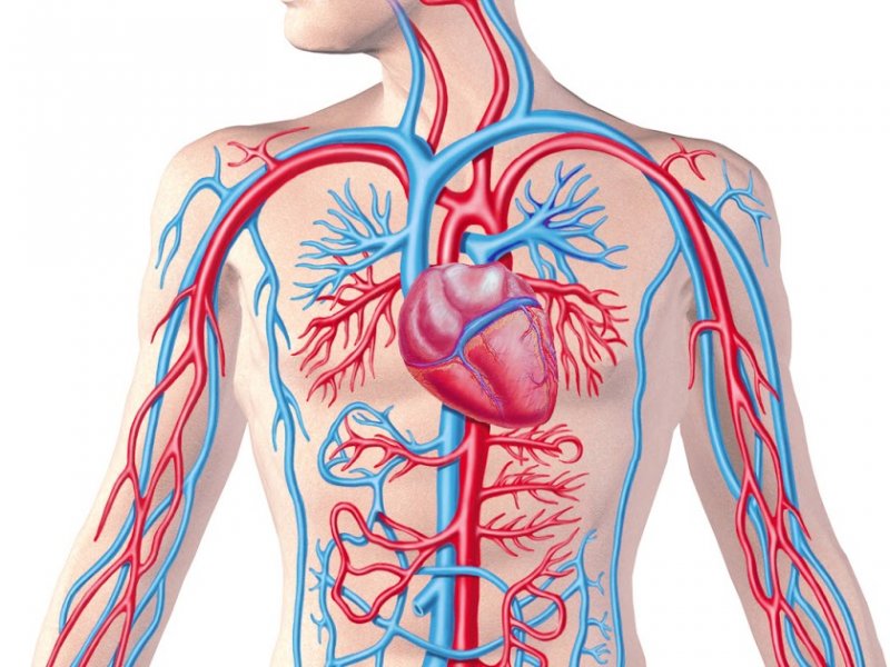 Названы 4 главных врага сосудов человека