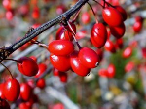 Названы простые средства, помогающие снижать высокое давление