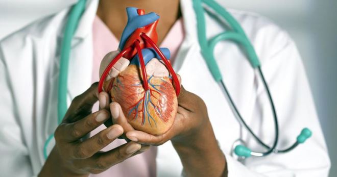 Сердечно-сосудистая система – что нужно знать, чтобы сохранить здоровое сердце?