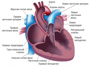 Как устроено сердце
