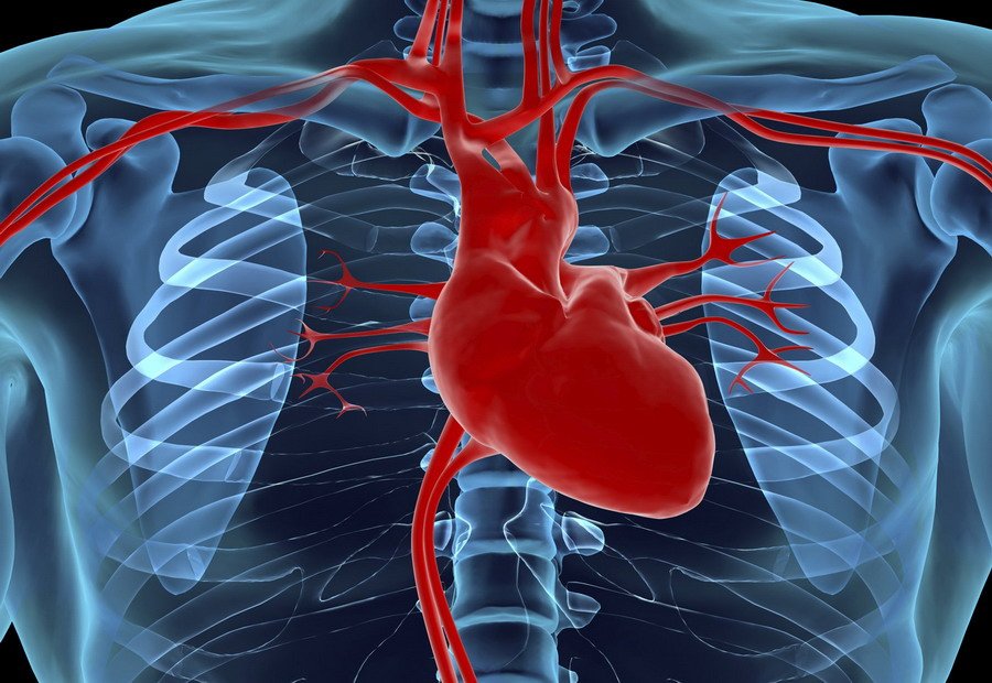 Показатели функционирования сердца. Показатели недостаточности кровообращения
