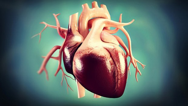 Избыточный вес делает сердце более крупным, повышая риск развития инфаркта и инсульта