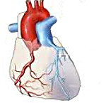 Подготовка пациента к катетеризации сердца