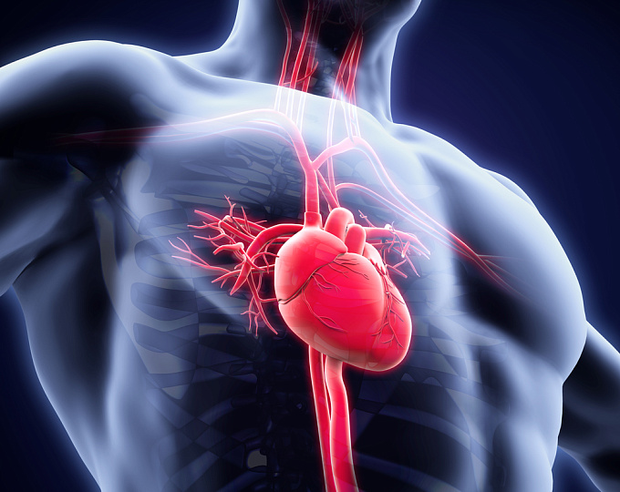 Равновесная радионуклидная вентрикулография (РВГ) сердца — методика, возможности