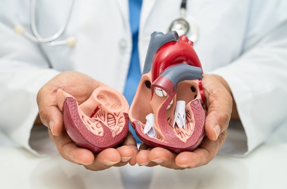 В России разработали новую технологию лечения нарушений ритма сердца