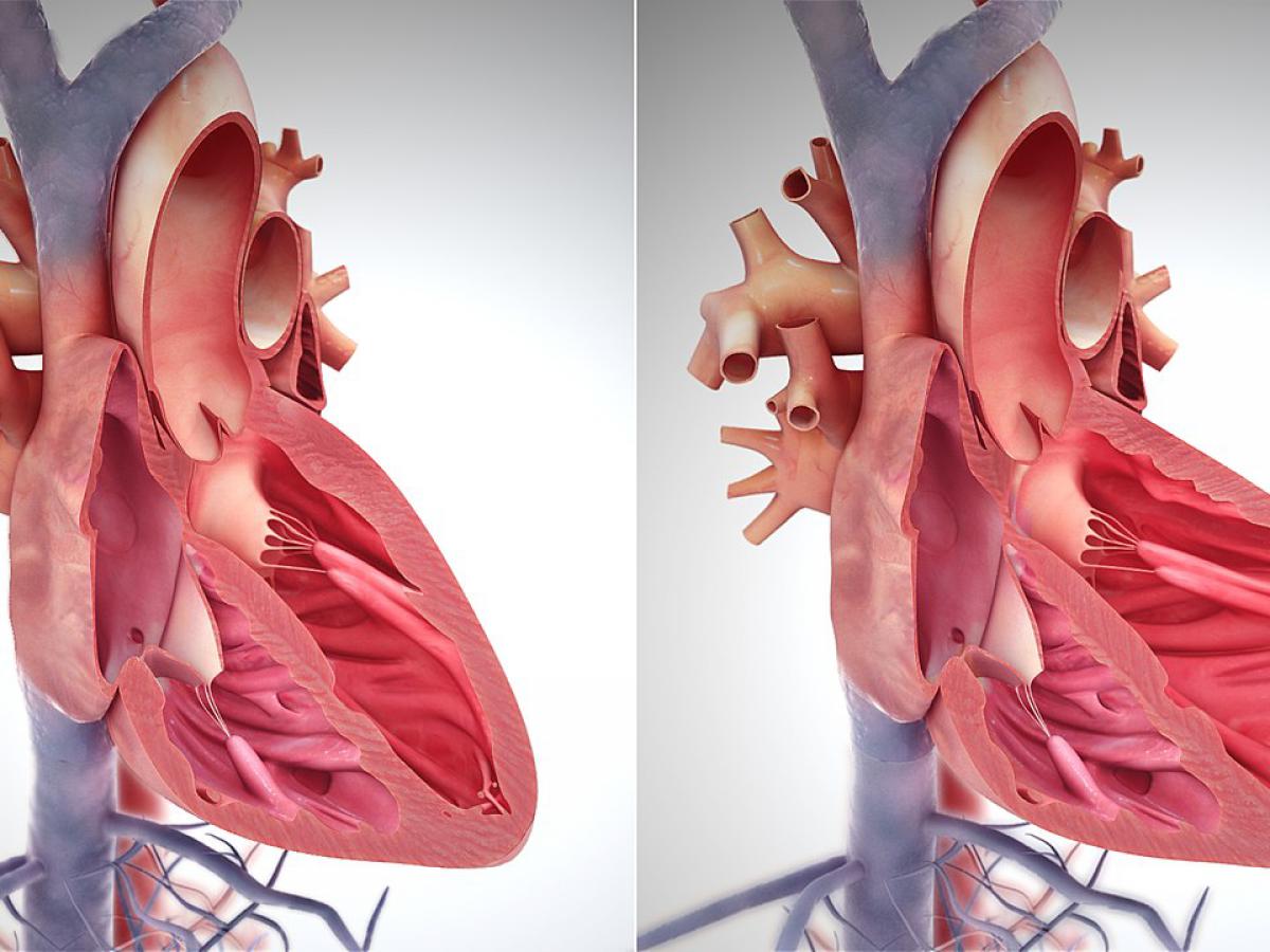 Ученые научились эффективнее регенерировать клетки сердца