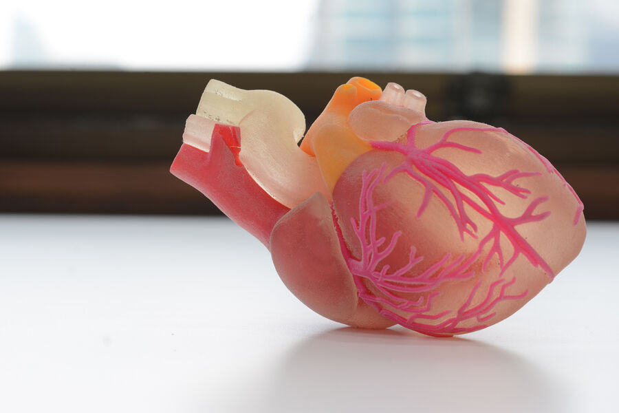 Найден новый метод защиты трансплантированных сердец от отторжения