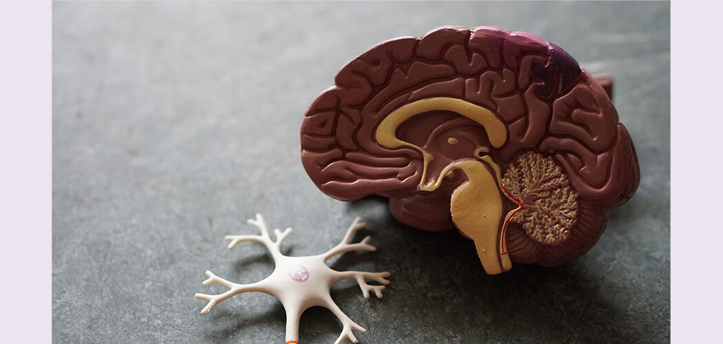 eBioMedicine: замедлить старение мозга и сердца помогают восемь факторов